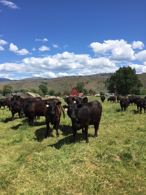 fall-cows-at-the-ranch