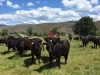 fall-cows-at-the-ranch